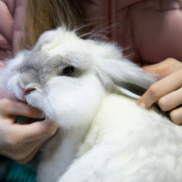 angora rabbit care